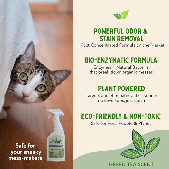 Ultra-Concentrated Stain & Strong Odor Eliminator, Enzyme Cleaner, Cat & Kitten Urine Destroyer - Carpet Cleaner Spray, Green Tea Scent, 16 fl oz