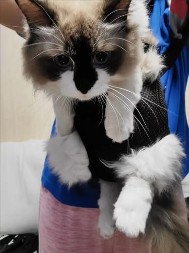 Pet Carrier Backpack - Adjustable Pet Front Cat Dog - Image 3