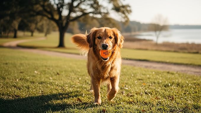 The Dog's Balls Dog Tennis Balls for Dogs, Orange, 12-Pack - Non-Abrasive Felt Fetch Balls, Tough Rubber Core, Float in Water, Fits Standard Launchers