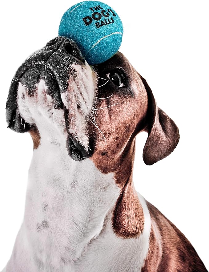 The Dog's Balls Dog Tennis Balls for Dogs, Blue, 12-Pack - Non-Abrasive Felt Fetch Balls, Tough Rubber Core, Float in Water, Fits Standard Launchers